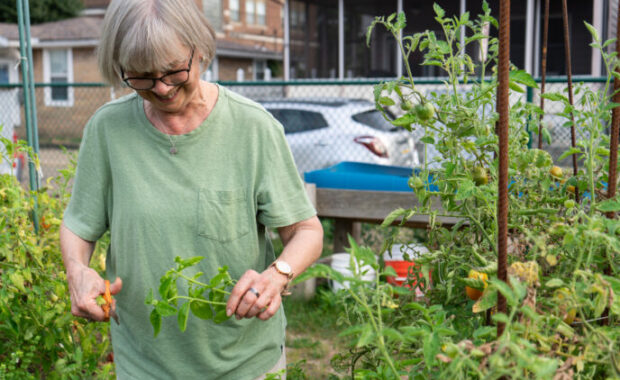 Woman wearing green shirt cuts plants in garden